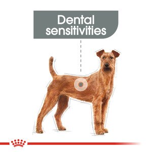 dry food for dental sensitivities